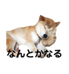 柴犬 ふじまる 3（個別スタンプ：22）
