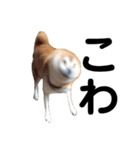 柴犬 ふじまる 3（個別スタンプ：24）