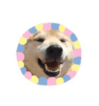柴犬 ふじまる 3（個別スタンプ：25）