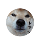 柴犬 ふじまる 3（個別スタンプ：26）