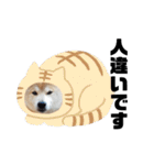 柴犬 ふじまる 3（個別スタンプ：27）