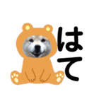 柴犬 ふじまる 3（個別スタンプ：28）