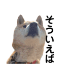 柴犬 ふじまる 3（個別スタンプ：29）