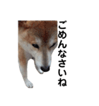 柴犬 ふじまる 3（個別スタンプ：30）