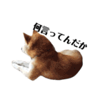 柴犬 ふじまる 3（個別スタンプ：31）