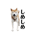柴犬 ふじまる 3（個別スタンプ：32）