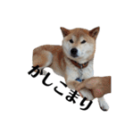 柴犬 ふじまる 3（個別スタンプ：33）