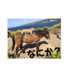 柴犬 ふじまる 3（個別スタンプ：34）