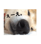 柴犬 ふじまる 3（個別スタンプ：35）