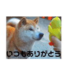 柴犬 ふじまる 3（個別スタンプ：36）