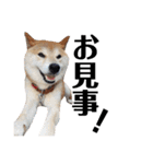 柴犬 ふじまる 3（個別スタンプ：37）
