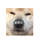 柴犬 ふじまる 3（個別スタンプ：38）