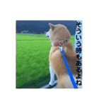 柴犬 ふじまる 3（個別スタンプ：39）