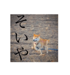 柴犬 ふじまる 3（個別スタンプ：40）