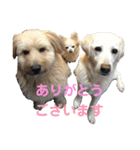 シニア犬の愉快な日常（個別スタンプ：1）