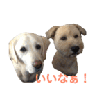 シニア犬の愉快な日常（個別スタンプ：2）