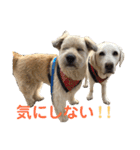 シニア犬の愉快な日常（個別スタンプ：3）