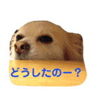 シニア犬の愉快な日常（個別スタンプ：6）