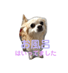 シニア犬の愉快な日常（個別スタンプ：7）