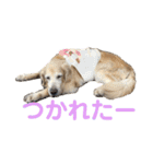 シニア犬の愉快な日常（個別スタンプ：8）