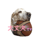 シニア犬の愉快な日常（個別スタンプ：10）