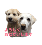 シニア犬の愉快な日常（個別スタンプ：11）