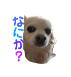 シニア犬の愉快な日常（個別スタンプ：12）