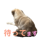 シニア犬の愉快な日常（個別スタンプ：13）