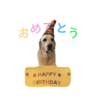 シニア犬の愉快な日常（個別スタンプ：14）
