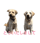 シニア犬の愉快な日常（個別スタンプ：16）