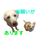 シニア犬の愉快な日常（個別スタンプ：17）