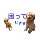 シニア犬の愉快な日常（個別スタンプ：18）