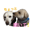 シニア犬の愉快な日常（個別スタンプ：19）