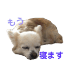 シニア犬の愉快な日常（個別スタンプ：20）