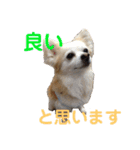 シニア犬の愉快な日常（個別スタンプ：21）