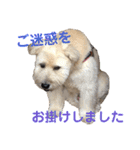 シニア犬の愉快な日常（個別スタンプ：22）