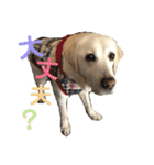 シニア犬の愉快な日常（個別スタンプ：23）