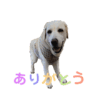 シニア犬の愉快な日常（個別スタンプ：25）
