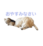 シニア犬の愉快な日常（個別スタンプ：26）