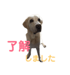 シニア犬の愉快な日常（個別スタンプ：27）