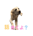 シニア犬の愉快な日常（個別スタンプ：28）