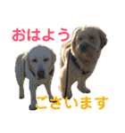 シニア犬の愉快な日常（個別スタンプ：30）