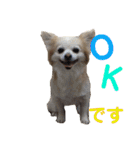 シニア犬の愉快な日常（個別スタンプ：31）