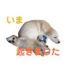 シニア犬の愉快な日常（個別スタンプ：32）