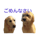 シニア犬の愉快な日常（個別スタンプ：33）