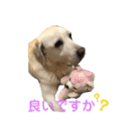 シニア犬の愉快な日常（個別スタンプ：34）