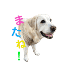 シニア犬の愉快な日常（個別スタンプ：35）