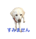 シニア犬の愉快な日常（個別スタンプ：36）