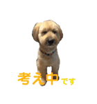シニア犬の愉快な日常（個別スタンプ：37）