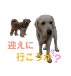 シニア犬の愉快な日常（個別スタンプ：39）